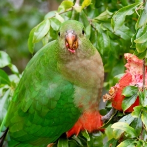 Alisterus scapularis at Hughes, ACT - suppressed