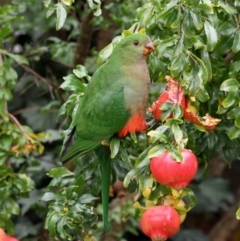 Alisterus scapularis at Hughes, ACT - suppressed