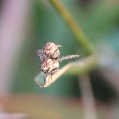 Unidentified True fly (Diptera) at Deakin, ACT - 7 Apr 2024 by LisaH