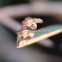 Sapromyza mallochiana at Hughes Grassy Woodland - 7 Apr 2024