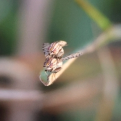 Sapromyza mallochiana at Hughes Grassy Woodland - 7 Apr 2024