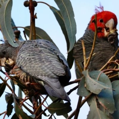 Callocephalon fimbriatum (Gang-gang Cockatoo) at Red Hill to Yarralumla Creek - 7 Apr 2024 by LisaH