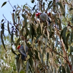 Callocephalon fimbriatum at GG153 - suppressed