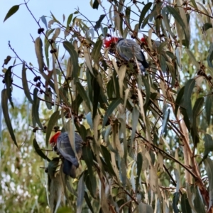 Callocephalon fimbriatum at GG153 - suppressed