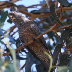 Callocephalon fimbriatum (Gang-gang Cockatoo) at Hughes, ACT - 3 Apr 2024 by LisaH