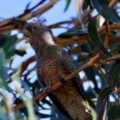 Callocephalon fimbriatum at Hughes, ACT - suppressed