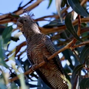 Callocephalon fimbriatum at Hughes, ACT - suppressed