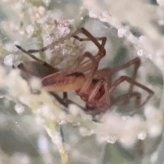 Cheiracanthium sp. (genus) at Belconnen, ACT - 8 Apr 2024