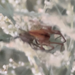 Cheiracanthium sp. (genus) at Belconnen, ACT - 8 Apr 2024