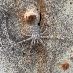 Tamopsis sp. (genus) (Two-tailed spider) at Belconnen, ACT - 8 Apr 2024 by Hejor1