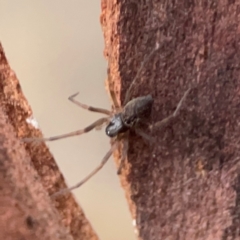 Unidentified Other web-building spider at Belconnen, ACT - 8 Apr 2024 by Hejor1