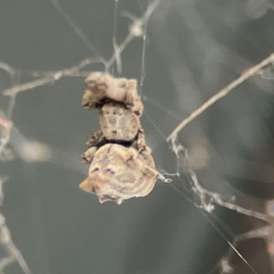 Philoponella congregabilis (Social house spider) at Belconnen, ACT - 8 Apr 2024 by Hejor1