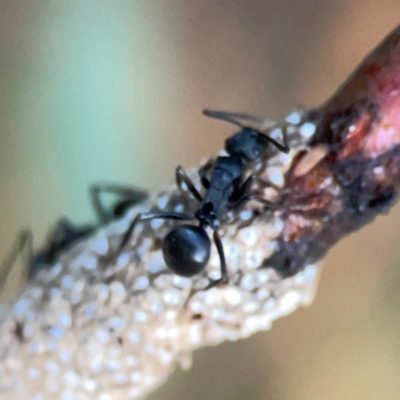 Unidentified Scale insect or Mealybug (Hemiptera, Coccoidea) at Belconnen, ACT - 8 Apr 2024 by Hejor1