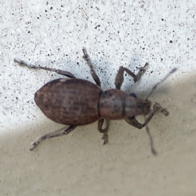 Naupactus cervinus (Fuller's rose weevil) at Belconnen, ACT - 8 Apr 2024 by Hejor1