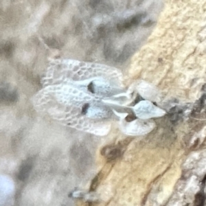 Corythucha ciliata at Hackett, ACT - 8 Apr 2024