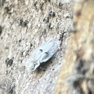 Corythucha ciliata at Hackett, ACT - 8 Apr 2024