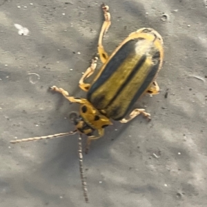 Xanthogaleruca luteola at Belconnen, ACT - 8 Apr 2024