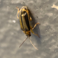 Xanthogaleruca luteola at Belconnen, ACT - 8 Apr 2024