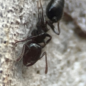 Crematogaster sp. (genus) at Belconnen, ACT - 8 Apr 2024