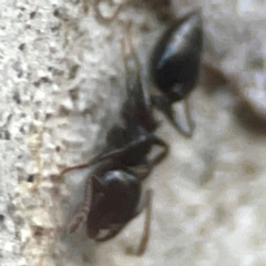 Crematogaster sp. (genus) at Belconnen, ACT - 8 Apr 2024