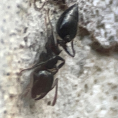 Crematogaster sp. (genus) at Belconnen, ACT - 8 Apr 2024 05:08 PM