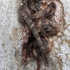 Lepidoscia (genus) IMMATURE (Unidentified Cone Case Moth larva, pupa, or case) at Belconnen, ACT - 8 Apr 2024 by Hejor1