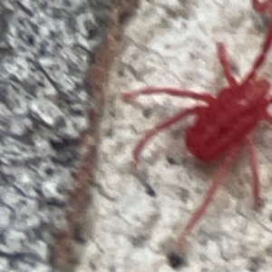 Trombidiidae (family) at Belconnen, ACT - 8 Apr 2024