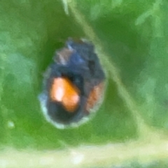 Diomus notescens (Little two-spotted ladybird) at Belconnen, ACT - 8 Apr 2024 by Hejor1