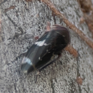 Eurymeloides punctata at Belconnen, ACT - 8 Apr 2024