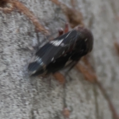 Eurymeloides punctata at Belconnen, ACT - 8 Apr 2024