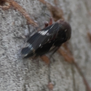 Eurymeloides punctata at Belconnen, ACT - 8 Apr 2024