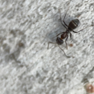 Iridomyrmex sp. (genus) at Belconnen, ACT - 8 Apr 2024