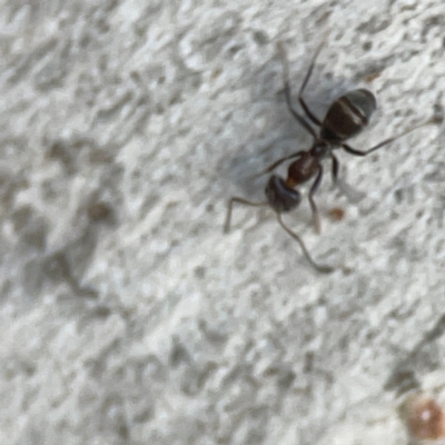 Iridomyrmex sp. (genus) (Ant) at Belconnen, ACT - 8 Apr 2024 by Hejor1