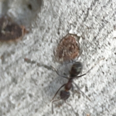 Iridomyrmex sp. (genus) at Belconnen, ACT - 8 Apr 2024