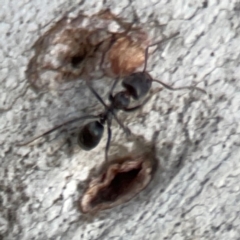 Iridomyrmex sp. (genus) (Ant) at Belconnen, ACT - 8 Apr 2024 by Hejor1