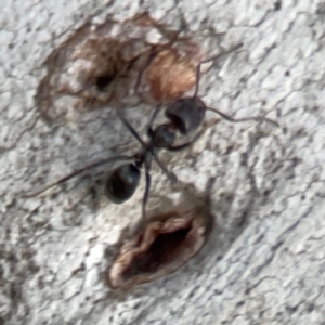 Iridomyrmex sp. (genus) at Belconnen, ACT - 8 Apr 2024