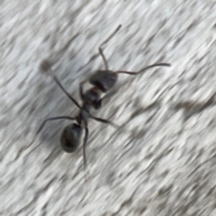 Iridomyrmex sp. (genus) at Belconnen, ACT - 8 Apr 2024