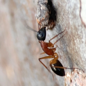 Camponotus consobrinus at Belconnen, ACT - 8 Apr 2024 05:16 PM