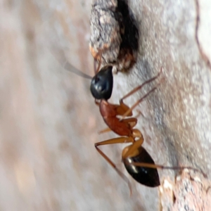 Camponotus consobrinus at Belconnen, ACT - 8 Apr 2024