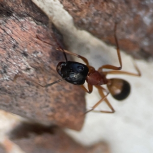 Camponotus consobrinus at Belconnen, ACT - 8 Apr 2024