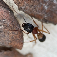 Camponotus consobrinus at Belconnen, ACT - 8 Apr 2024