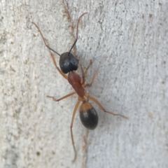 Camponotus consobrinus at Belconnen, ACT - 8 Apr 2024