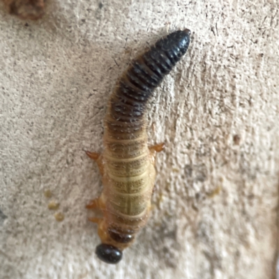 Symphyta (suborder) (Unidentified Sawfly) at Belconnen, ACT - 8 Apr 2024 by Hejor1