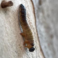 Symphyta (suborder) at Belconnen, ACT - 8 Apr 2024