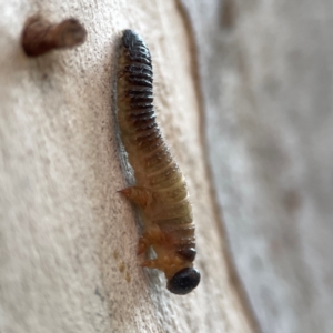 Symphyta (suborder) at Belconnen, ACT - 8 Apr 2024