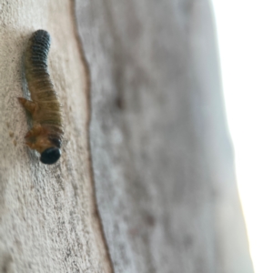 Symphyta (suborder) at Belconnen, ACT - 8 Apr 2024