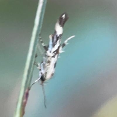 Stathmopoda melanochra (An Oecophorid moth (Eriococcus caterpillar)) at Belconnen, ACT - 8 Apr 2024 by Hejor1