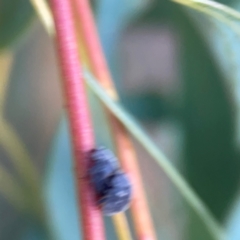 Coccinellidae (family) at Belconnen, ACT - 8 Apr 2024