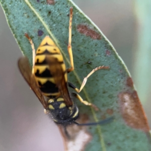 Vespula germanica (European wasp) at Belconnen, ACT by Hejor1