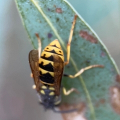 Vespula germanica at Belconnen, ACT - 8 Apr 2024